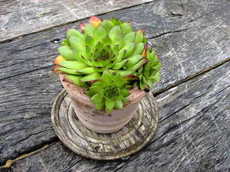 Flower pot with green succulent flower standing on an old table.