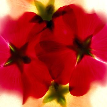 Red flower photographed through art paper