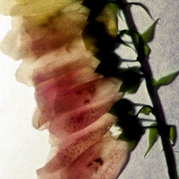 Foxglove flower taken through transparent paper