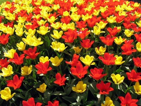 Red and yellow tulips in a field