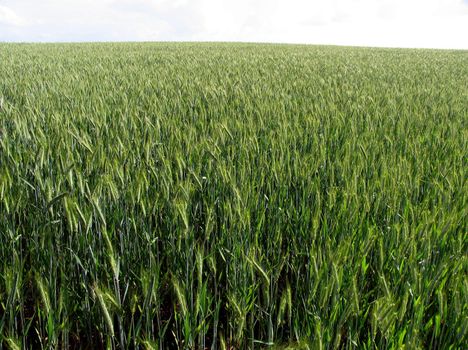 Barley crop growing in England midsummer