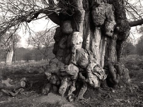 Strange shapes formed in tree bark