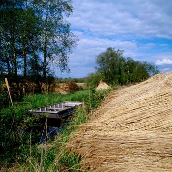 Cut reeds by a river in Norfolk