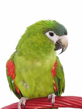 Miniature Noble Macaw on an isolated white background.