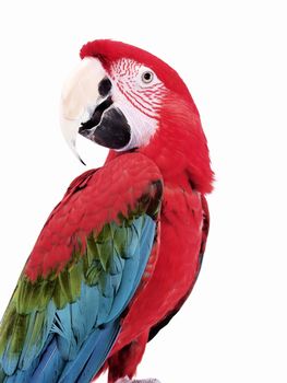 Green Wing Macaw giving a head twist on an isolated white background