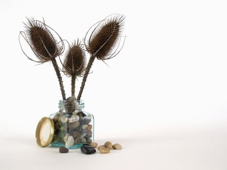 Dried thistle arranged in a glass jar of polished pebbles. Over a white background.