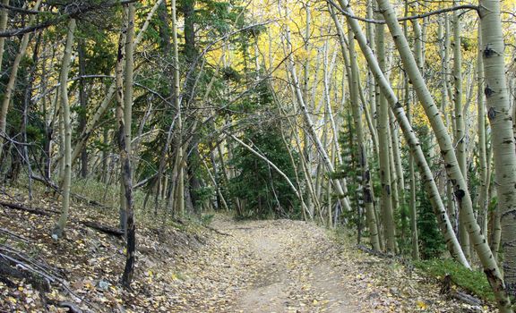 ATV path through an aspen forest clad in the golden foliage of autumn.