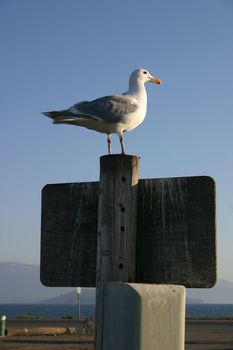 A glaucous-winged seagull (Larus glaucescens) sits on a sign post.