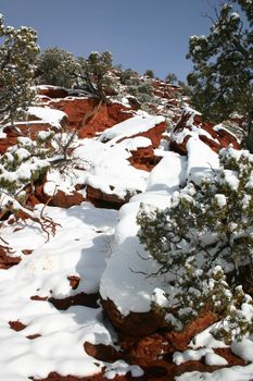 Hardy snow-covered Pi�on pines (Pinus edulis) growing among the red rocks of Red Canyon in southern Colorado.