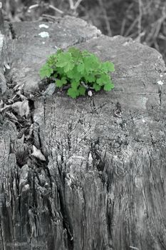 New growth springs from ancient trunk of tree which has been cut down.