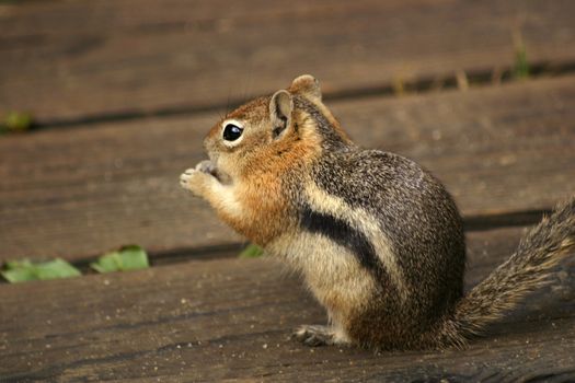 The Golden Mantled Ground Squirrel (Spermophilus lateralis) is distinguished from a chipmunk by the lack of stripes on his cheeks