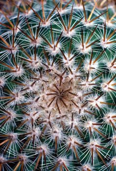 Foxtail cactus