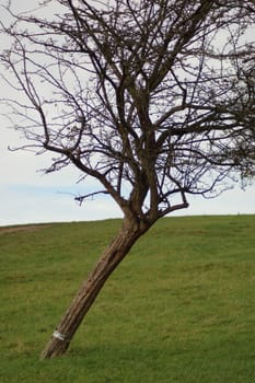 Leaning tree on Primrose Hill