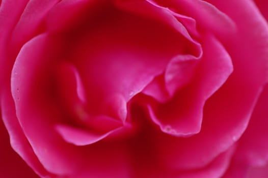 Close up of the centre of a beautiful pink rose