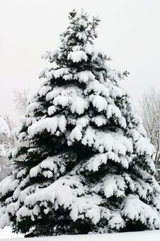 Douglas Fir (Pseudotsuga menziesii) blanketed in heavy snow looks like nature's perfect Christmas tree.
