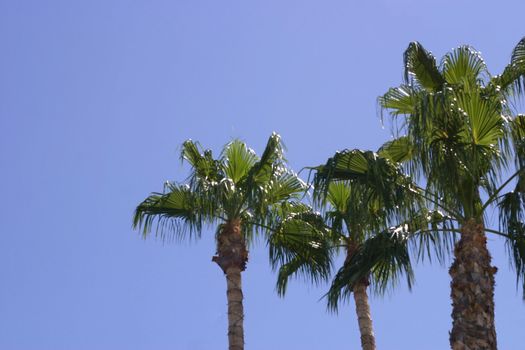 Three palm trees against the bright blue desert sky