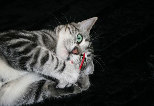 Silver Tabby Kitten (Felis sylvestris catus) with beautiful aquamarine eyes playing with red fabric mouse.