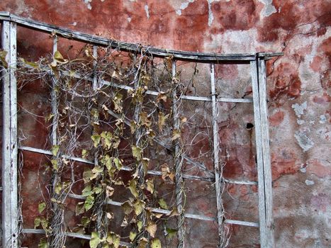 Grunge wall with peeling red paint and some dry plant.