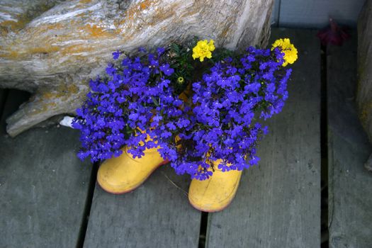 Bright blue Lobelia contrasts with yellow marigolds in bright yellow boots against a driftwood and wooden floor background