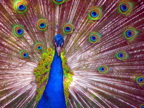 Peacock in Full Display blue green red yellow
