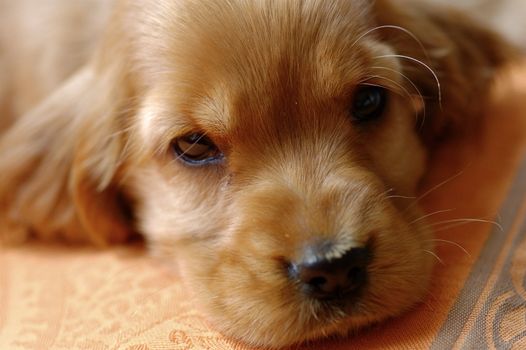 Portrait of an eight week old golden Cocker Spaniel puppy