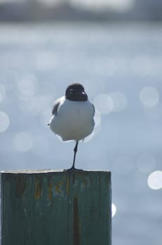 Seagull on one leg resting on a wooden post in front of a sparkling blue ocean in Nassau, Bahamas.