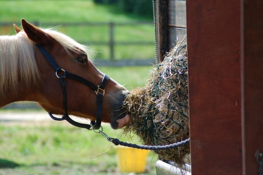 Close up of a horse eating straw from a bale 