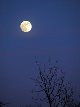 Night background, moonlight evening with moon and tree 