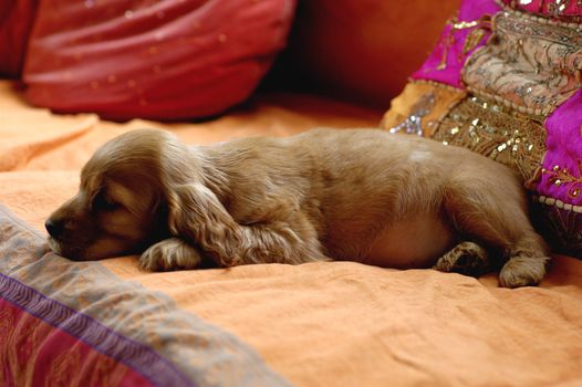 Full length, side on view of an eight week old golden Cocker Spaniel puppy lying on it's front on a Bohemian style sofa with bejewelled pink cushion