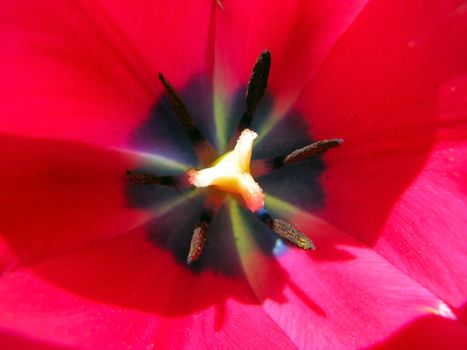 macro photo of red tulip, including the pistil and the stamen. 