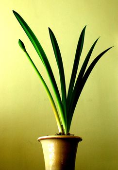 Youthful Amaryllis in a pot before flowering, with leaves and stalk forming a 'spray' across the picture with a plain background