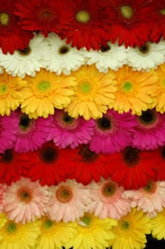 Rows of colourful gerberas (red, white, yellow, pink....) taken at a flower market