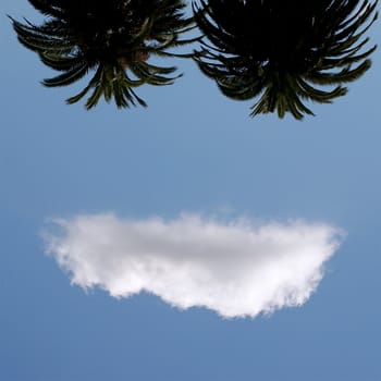 An upside down sky shows a cheeky smile formed by a cloud over two palm trees against a pure blue sky - taken in Hollywood.