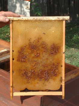 Wax framework in hands of the beekeeper on a background of a house apiary in August