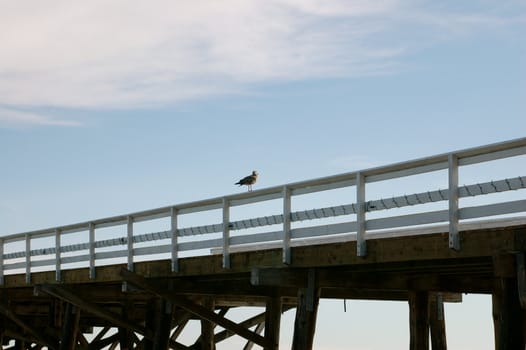 Seagull centrally located on a white fence along a rickety wooden pier/ jetty with a blue cloudy sky.