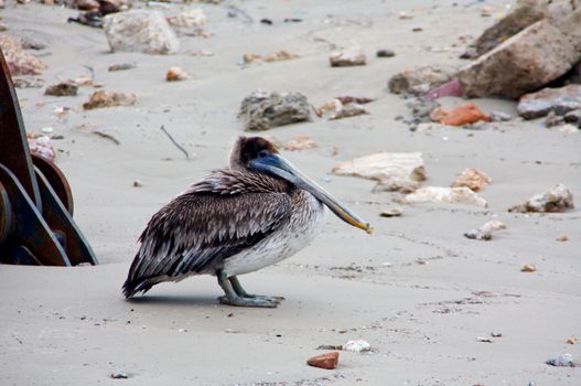 A brown pelican stands on the beach in Galveston, Texas