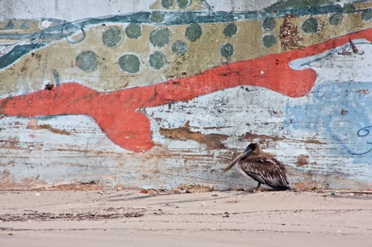 A brown pelican sits alongside a painted sea wall on the shore in Galveston, Texas.