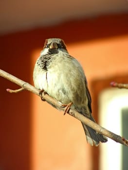 One wild sparrow sitting at the branch 