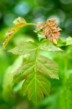 green leafs in forest after rain with drop of water