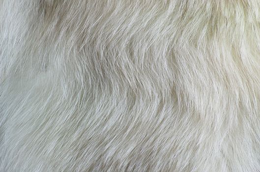 texture white fur polar fox