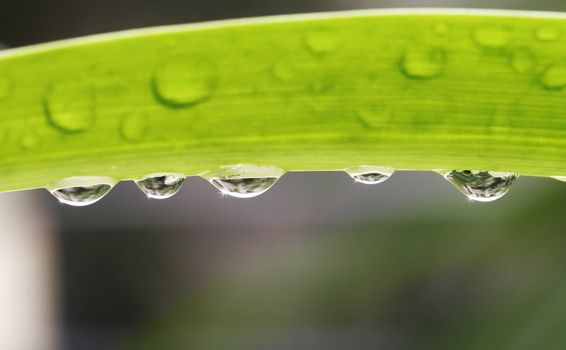 Green Leaf With Waterdrops, Nature Background, Shallow Depth Of Field