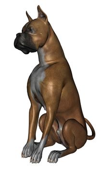 3D rendered boxer dog on white background isolated