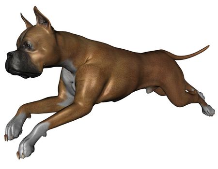 3D rendered boxer dog on white background isolated