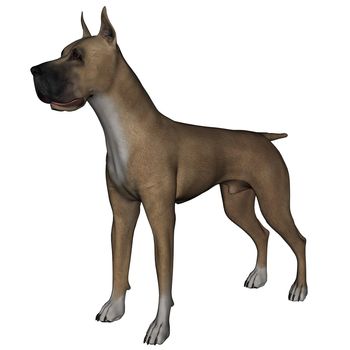 3D rendered great dane dog on white background isolated