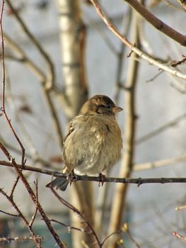 One wild sparrow sitting at the branch of the tree