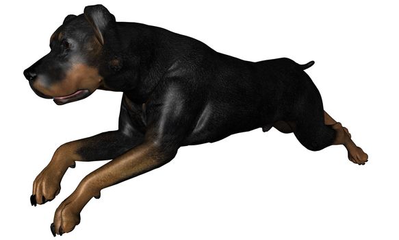 3D rendered rottweiler dog on white background isolated