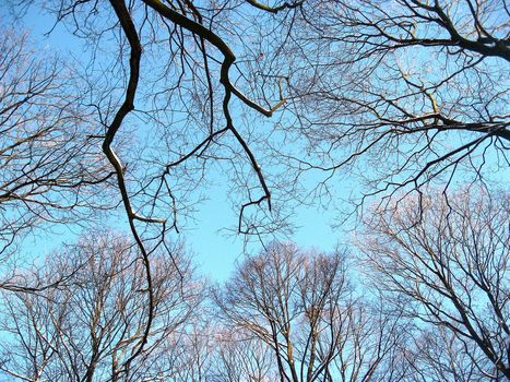 circle of branchs in winter