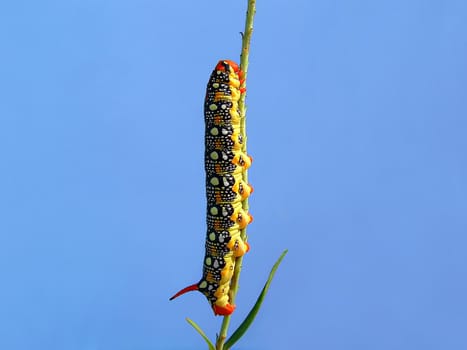 The motley caterpillar has breakfast a juicy stalk on a background of the blue sky
