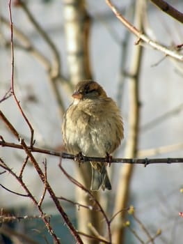 Wild sparrow sitting at the branch of the tree