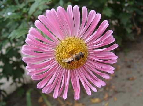 The yellow fly on a pink flower drinks nectar in the hot August afternoon